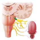 Mixed cranial nerves