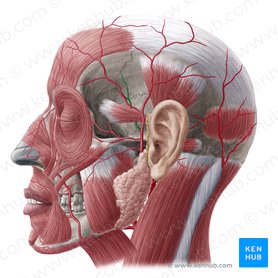 Middle temporal artery (Arteria temporalis media); Image: Yousun Koh