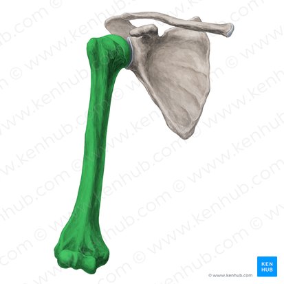 Humerus; Image: Yousun Koh