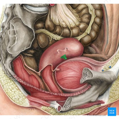 Ligamento redondo del útero (Ligamentum teres uteri); Imagen: Irina Münstermann