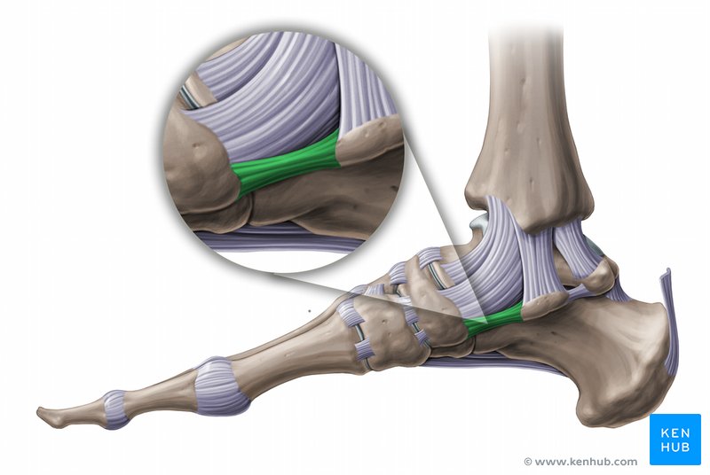 Plantar calcaneonavicular ligament - medial view