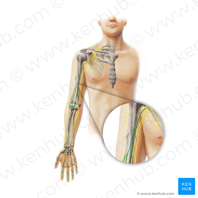 Musculocutaneous nerve (Nervus musculocutaneus); Image: Paul Kim