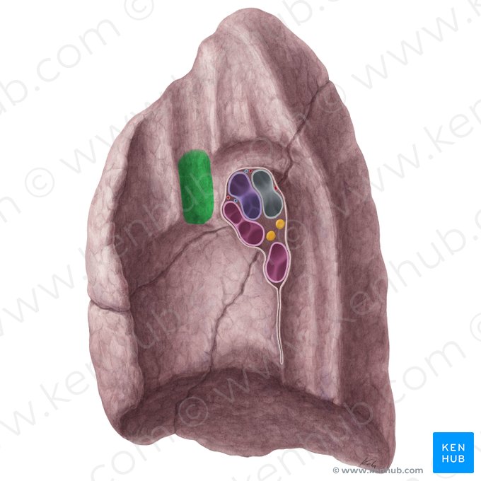 Impression for superior vena cava of right lung (Impressio venae cavae superioris pulmonis dextri); Image: Yousun Koh