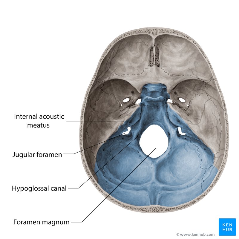 Foramina of posterior cranial fossa - superior view