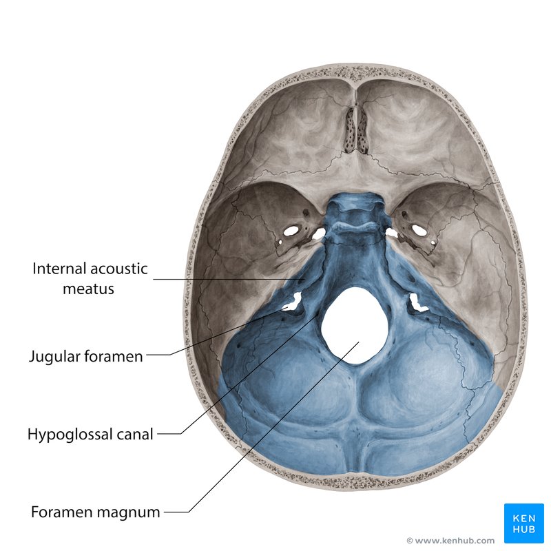 Occipital Bone Contains The Foramen Magnum Where The