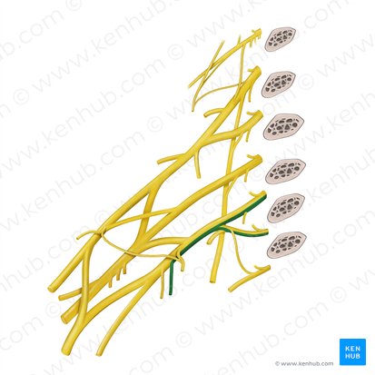 Nervio cutáneo medial del brazo (Nervus cutaneus medialis brachii); Imagen: Begoña Rodriguez