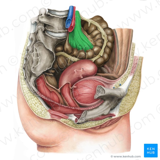 Sigmoid mesocolon (Mesocolon sigmoideum); Image: Irina Münstermann