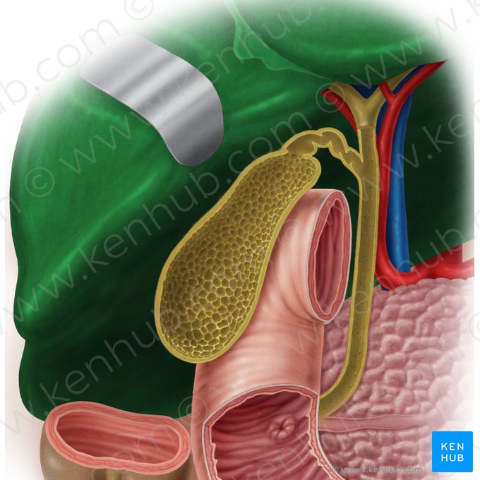 Liver (Hepar); Image: Samantha Zimmerman