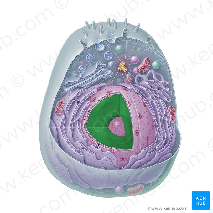 Cromatina (Chromatinum); Imagem: Paul Kim