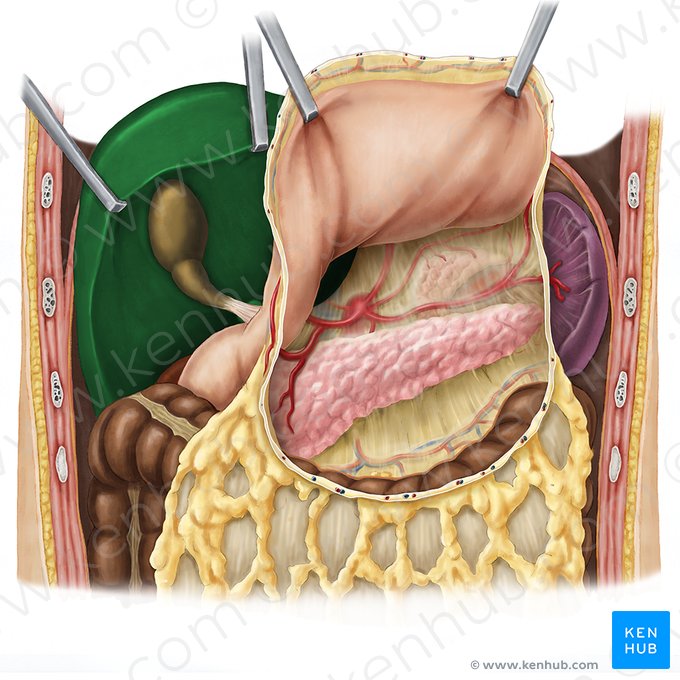 Liver (Hepar); Image: Esther Gollan