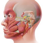 Trigeminal nerve (CN V)