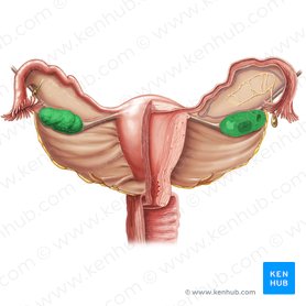 Female reproductive organs: Anatomy and functions | Kenhub