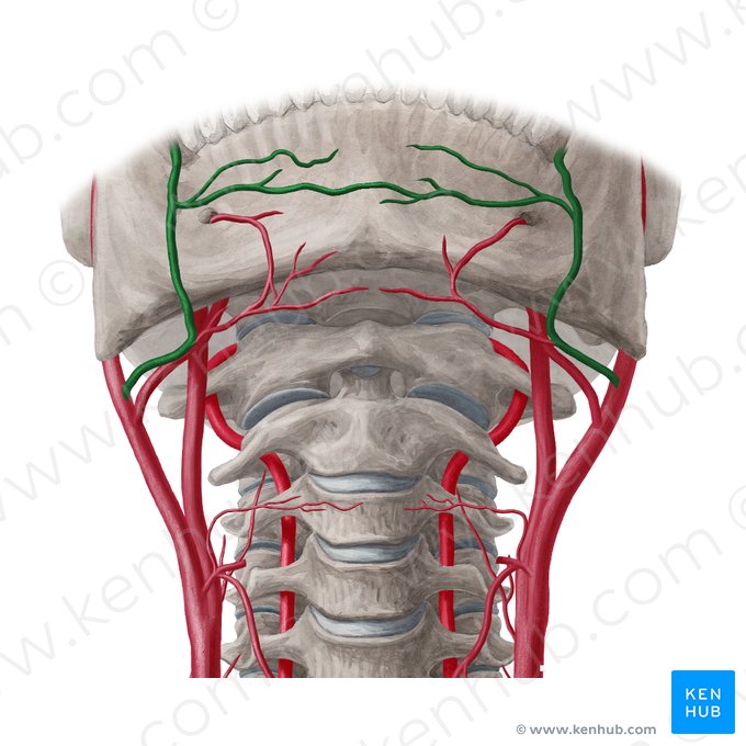 Facial artery (Arteria facialis); Image: Yousun Koh