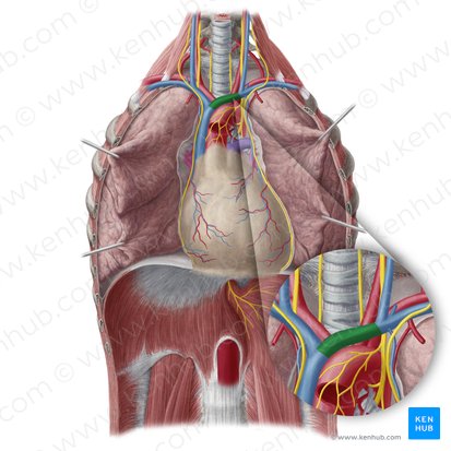Vena braquiocefálica izquierda (Vena brachiocephalica sinistra); Imagen: Yousun Koh