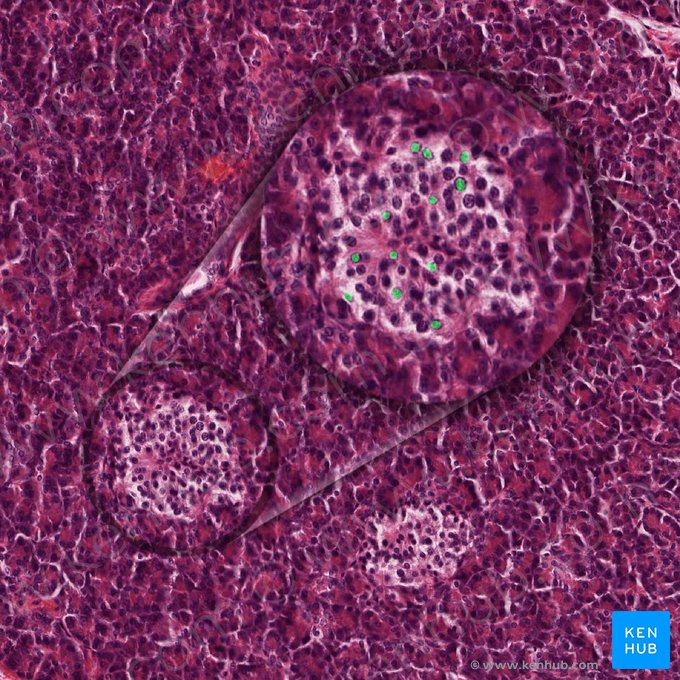 Alpha cells; Image: 