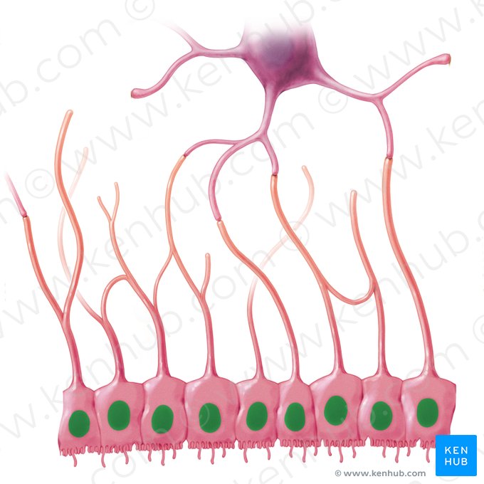 Nucleus ependymocyti (Zellkern der Ependymzelle); Bild: Paul Kim