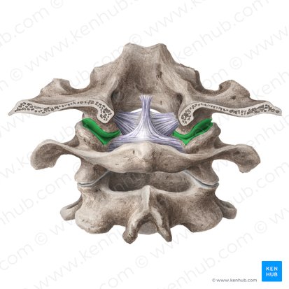 Articulation atlanto-occipitale (Articulatio atlantooccipitalis); Image : Liene Znotina