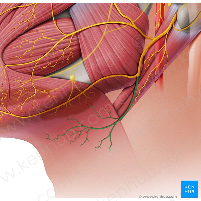 Cervical branch of facial nerve (Ramus cervicis nervi facialis); Image: Paul Kim