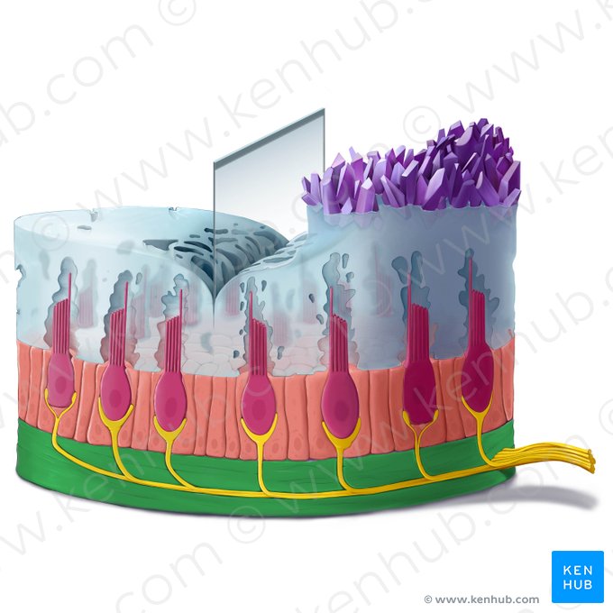 Basement membrane (Membrana basalis); Image: Tal Bavli Ziv