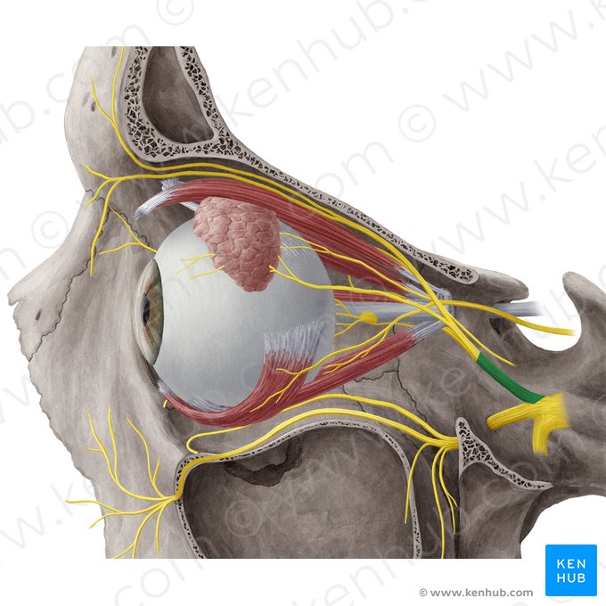 Nervio oftálmico (Nervus ophthalmicus); Imagen: Yousun Koh