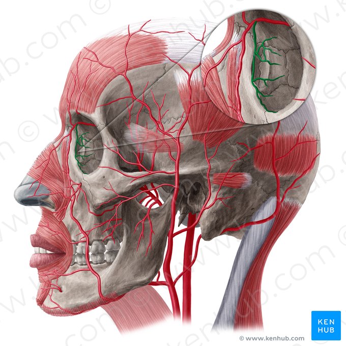 Medial palpebral artery (Arteria palpebralis medialis); Image: Yousun Koh