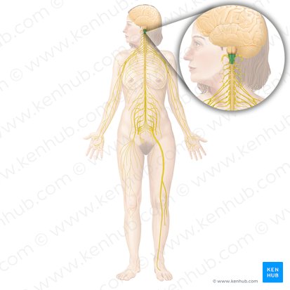 Moelle allongée (Medulla oblongata); Image : Begoña Rodriguez