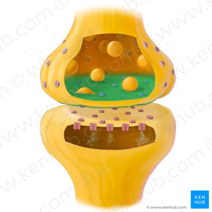 Presynaptic membrane (Membrana presynaptica); Image: Tal Bavli Ziv