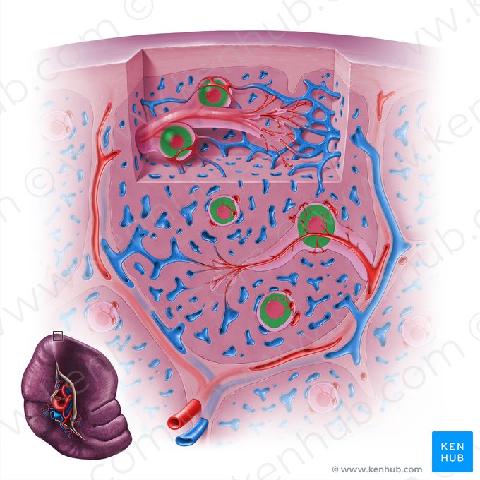 Zona do manto do nódulo linfático esplénico (Zona marginalis noduli lymphoidei splenici); Imagem: Paul Kim