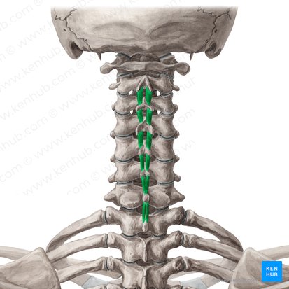 Músculo interespinal do pescoço (Musculi interspinales cervicis); Imagem: Yousun Koh
