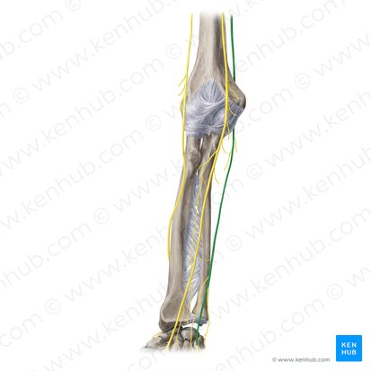 Nervo ulnar (Nervus ulnaris); Imagem: Yousun Koh
