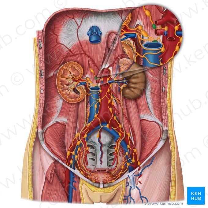 Retrocaval lymph nodes (Nodi lymphoidei retrocavales); Image: Irina Münstermann