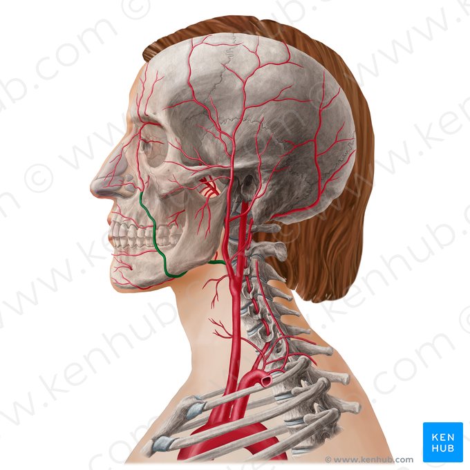Arteria facialis (Gesichtsarterie); Bild: Yousun Koh