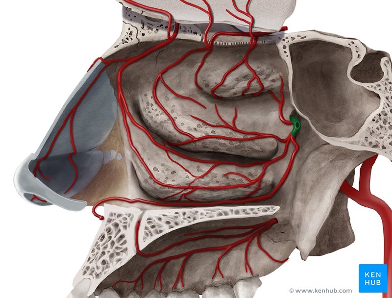 Sphenopalatine artery - medial view