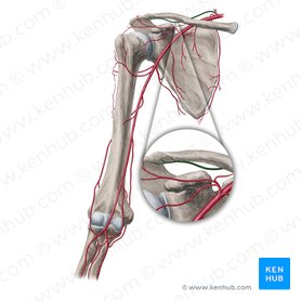 Arteria suprascapularis (Überschulterblattarterie); Bild: Yousun Koh
