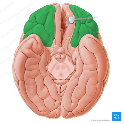 Giros orbitarios (Gyri orbitales); Imagen: Paul Kim