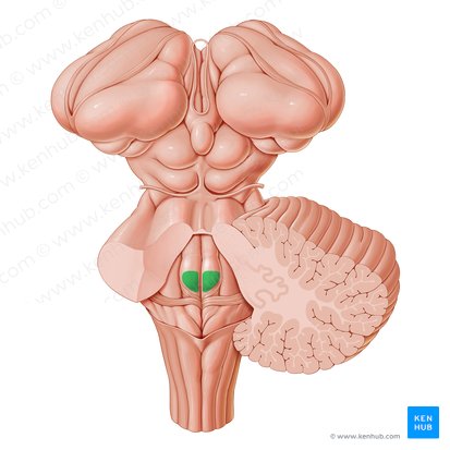 Colículo facial (Colliculus facialis); Imagen: Paul Kim