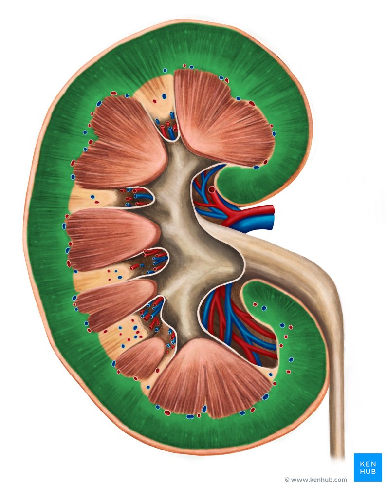 Renal cortex