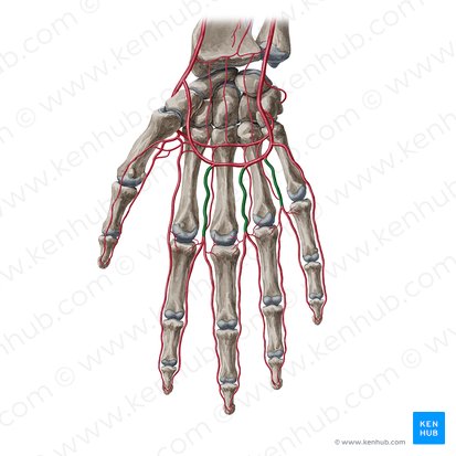 Common palmar digital arteries (Arteriae digitales palmares communes); Image: Yousun Koh