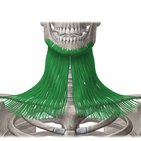 Cervical fascias