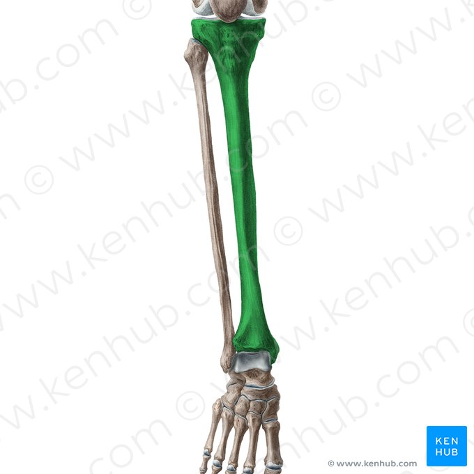 Tibia; Image: Liene Znotina