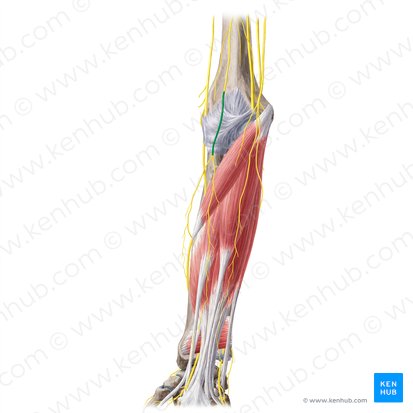 Lateral antebrachial cutaneous nerve (Nervus cutaneus lateralis antebrachii); Image: Yousun Koh