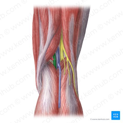 Popliteal artery (Arteria poplitea); Image: Liene Znotina