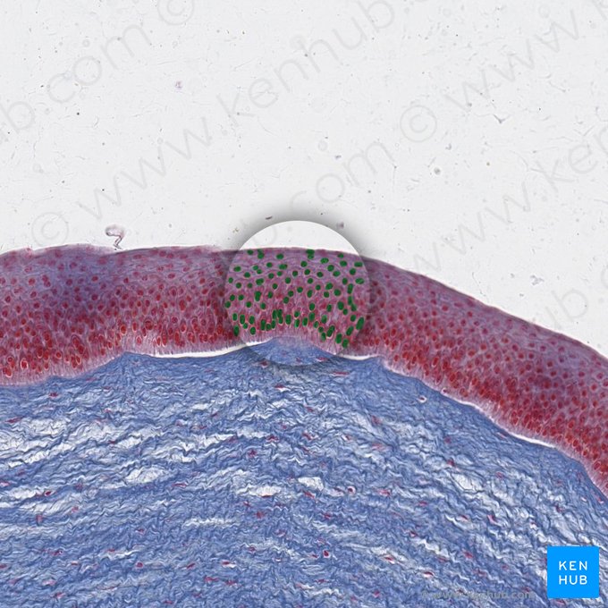 Núcleos de las células epiteliales (Nuclei cellularum epithelialium); Imagen: 