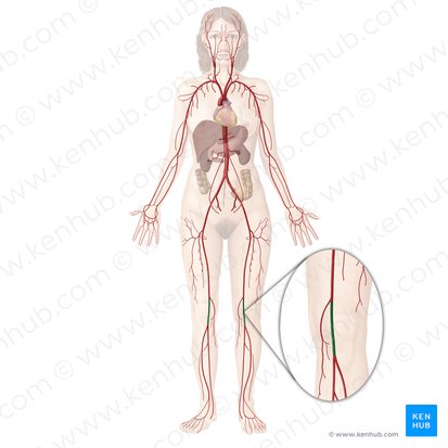 Popliteal artery (Arteria poplitea); Image: Begoña Rodriguez