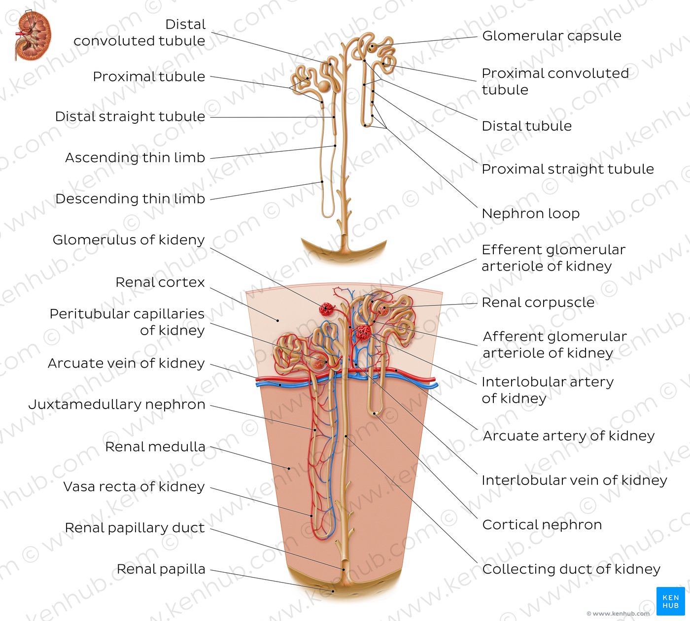 Nephron structure