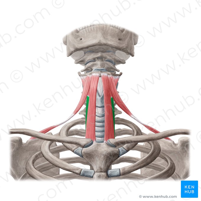 Músculo esternotireóideo (Musculus sternothyroideus); Imagem: Yousun Koh