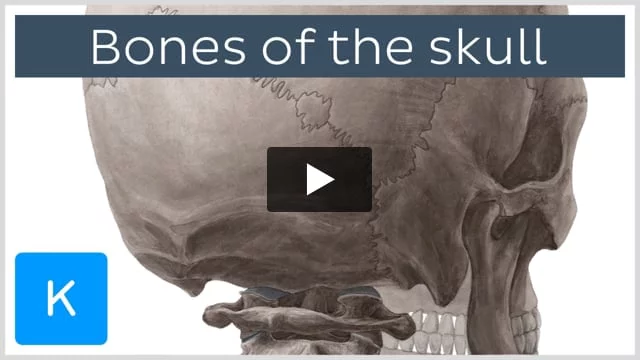 Bones of the Skull - Structure - Fractures - TeachMeAnatomy