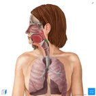 Common lung diseases