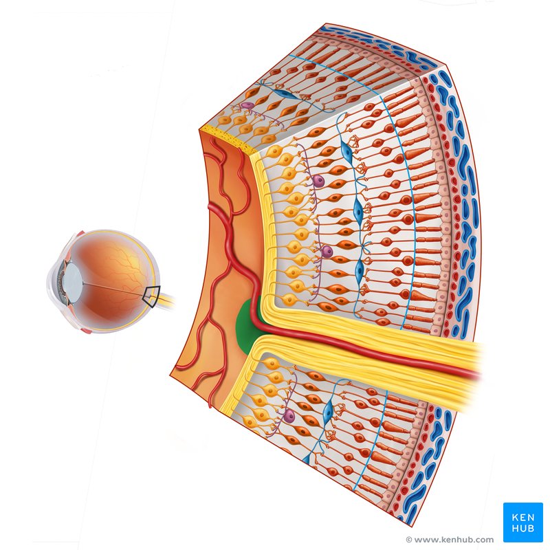 Optic disc - coronal section