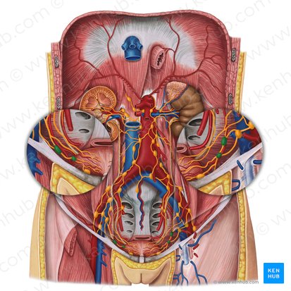 Lateral vesical lymph nodes (Nodi lymphoidei vesicales laterales); Image: Irina Münstermann